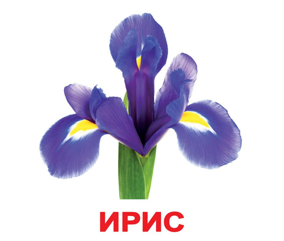 Доставка цветов в Калининграде, заказ букетов в магазине 