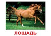 лошадь2026_page-0001
